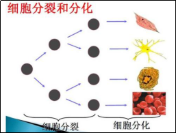 你认识自己的肌肤吗