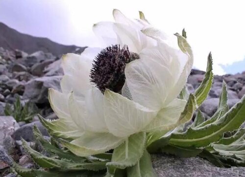 雪莲是植物吗