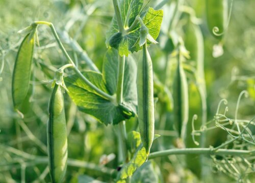 麻豌豆种植时间和方法