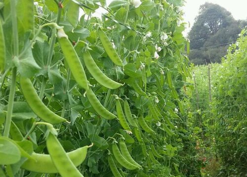 麻豌豆种植时间和方法