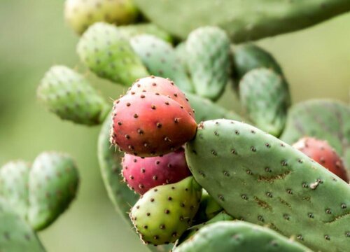 仙人掌是植物吗