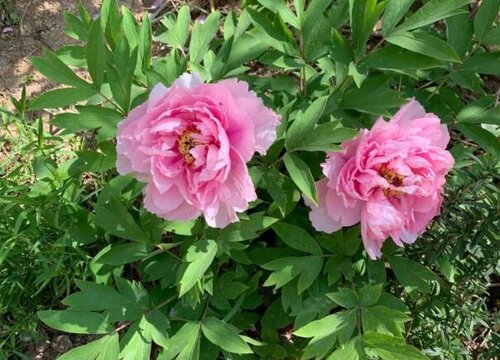 牡丹花栽培技术与种植条件