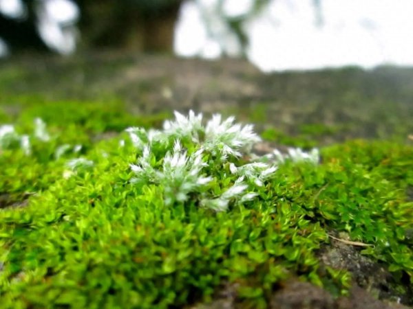 野外挖的苔藓怎么养才能绿