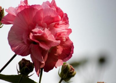 芙蓉花生长习性 芙蓉花的养殖方法和注意事项有哪些