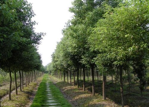 香樟树是什么植物类别