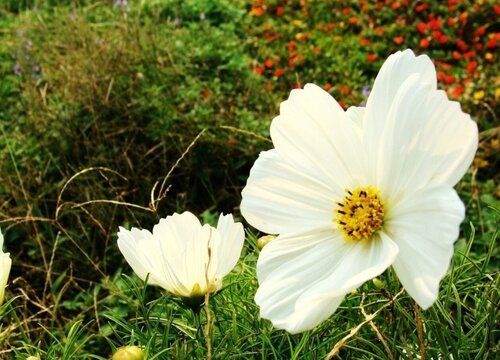 格桑花和秋英花的区别