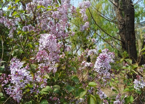 梧桐树什么季节开花