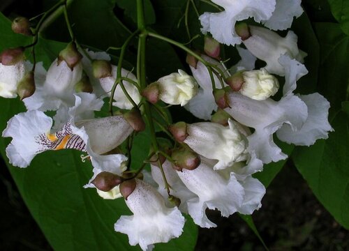 梧桐树什么季节开花