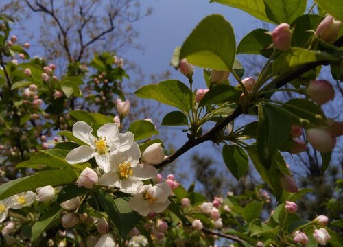 梧桐树什么季节开花