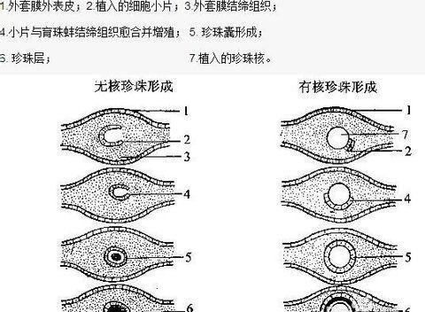 河蚌珍珠是怎么形成的