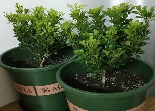 米兰喜阴还是喜阳光的植物