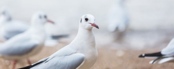 请问鸽子炖什么东西营养最好