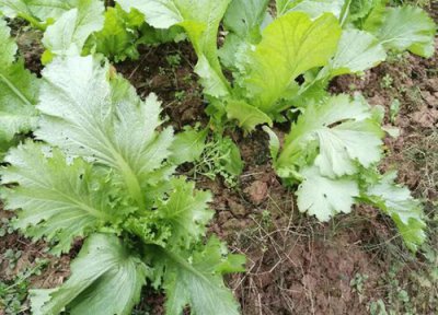 青菜种植时间 青菜种植时间和方法