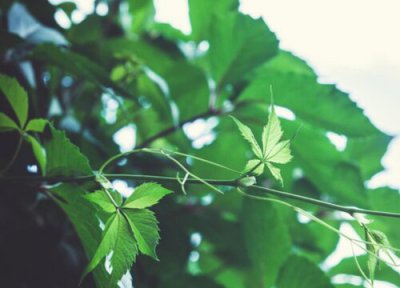 爬山虎药用价值 爬山虎有什么药用价值