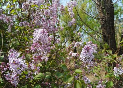 梧桐树什么季节开花 花期是几月份