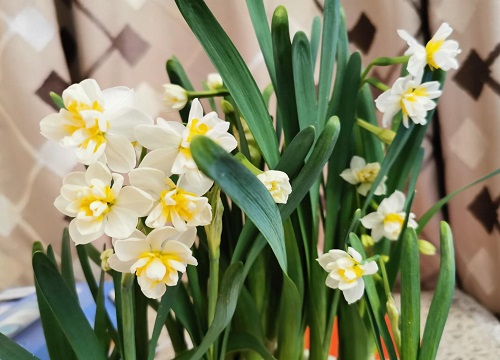 水仙花催花时间和方法