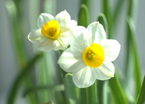 水仙花催花时间和方法