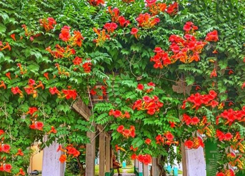 凌霄花有几种颜色 图片