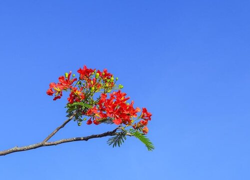 凤凰花的花语是什么意思