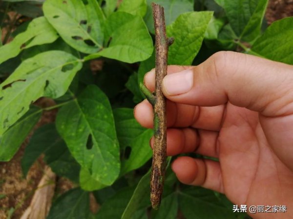 黄皮树嫁接方法