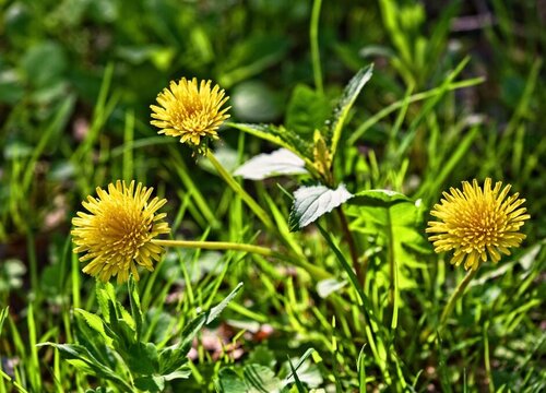 蒲公英花的特点