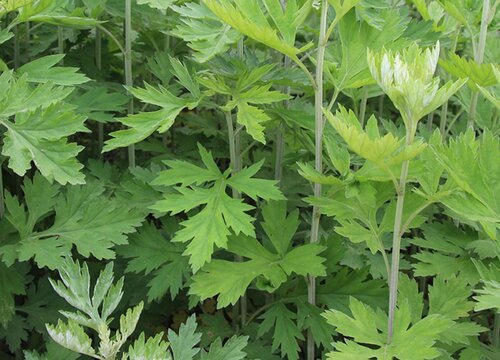 艾草种植时间和方法