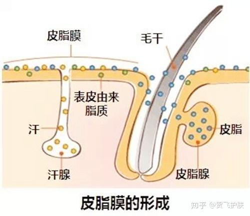 如何防止水分流失