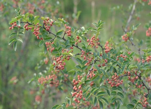 花椒树怎样修剪才能高产