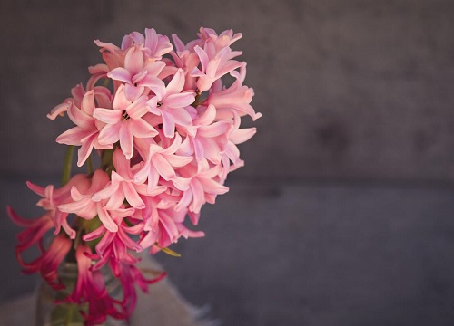 风信子开花有毒吗