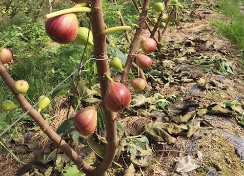 无花果的生长过程