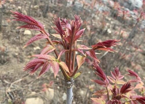 拱棚栽植香椿行情