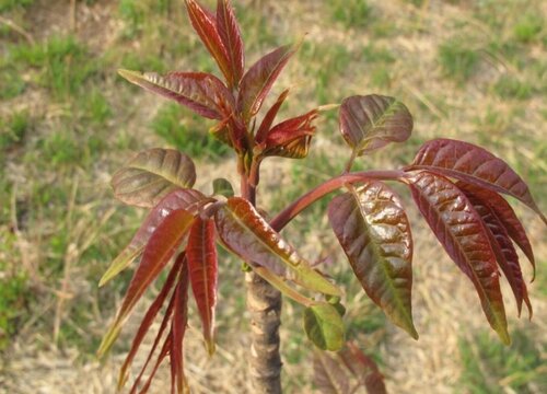 拱棚栽植香椿行情