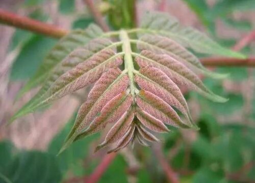 拱棚栽植香椿行情