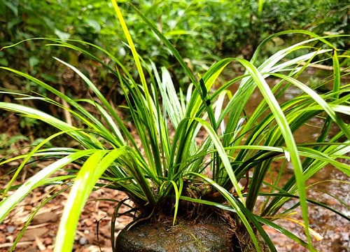 种植石菖蒲成本与利润多少