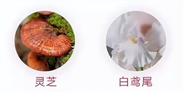 日本资生堂红腰子精华怎么样