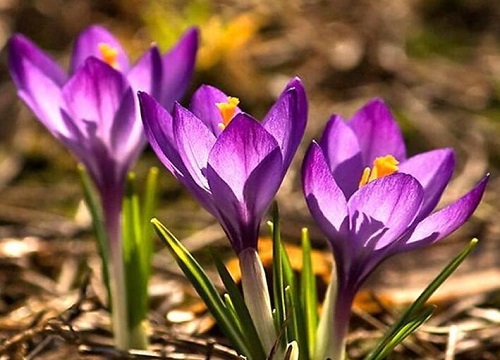 藏红花开花是什么样子