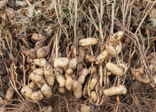 花生种植时间和方法