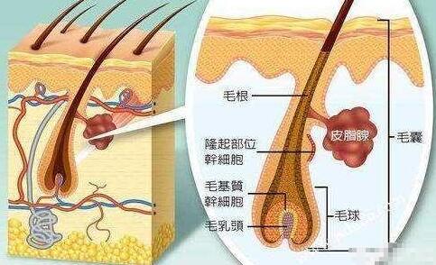 人老了为什么长白头发？