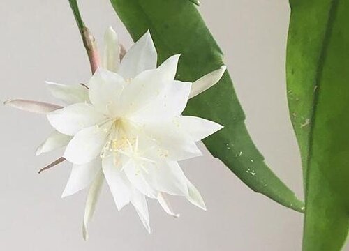 昙花的特点