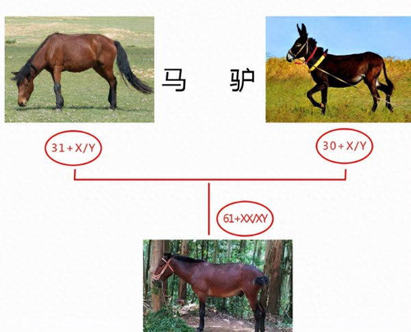 骡子不能生育的原因高中生物