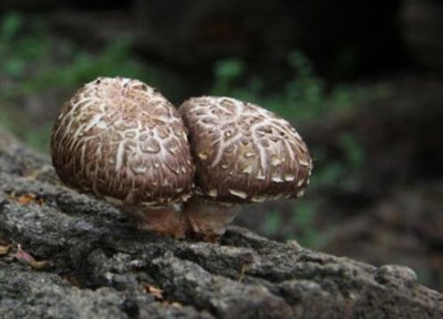 金钱菇简介 金钱菇和香菇的区别