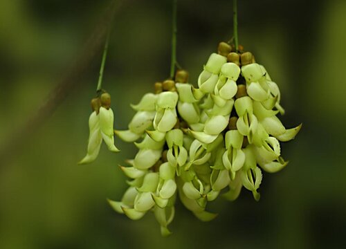 代表团结的花