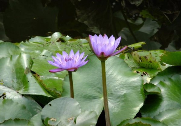 蓝莲花代表什么人