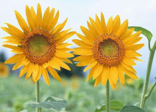 向日葵种子催芽方法