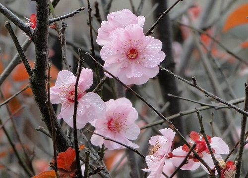 代表无私奉献的花