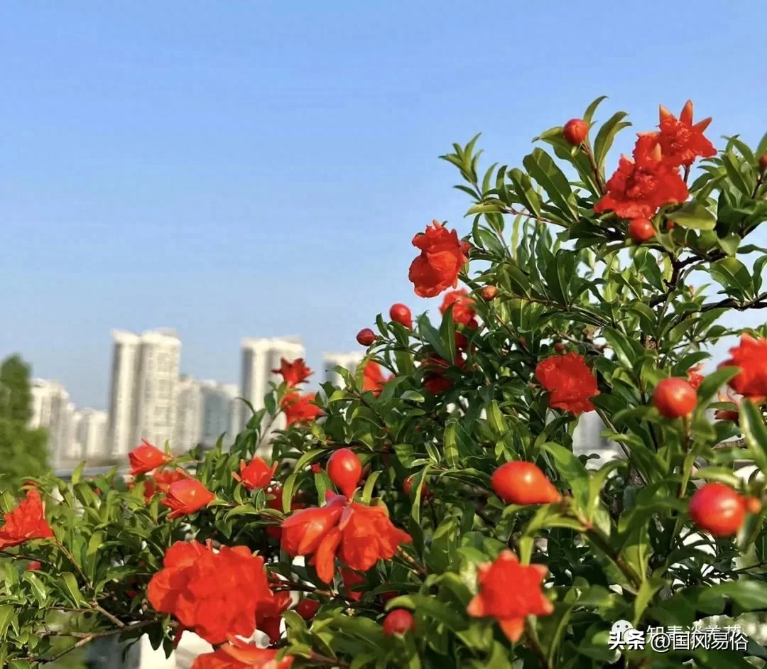 院里种什么树对风水好又招财