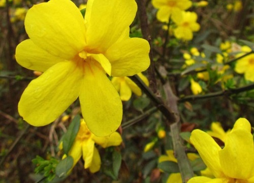 迎春花属于什么类植物