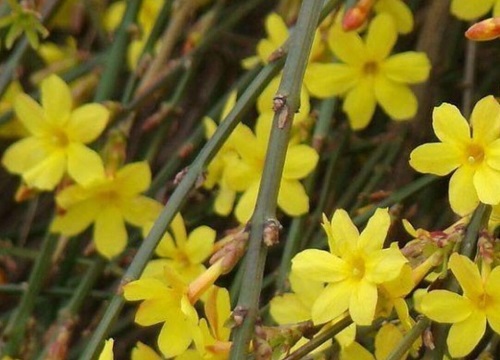 迎春花属于什么类植物