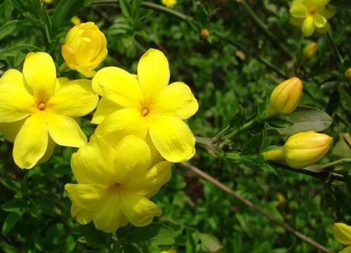 迎春花属于什么类植物