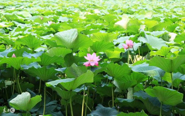 不用节食也能瘦身哦